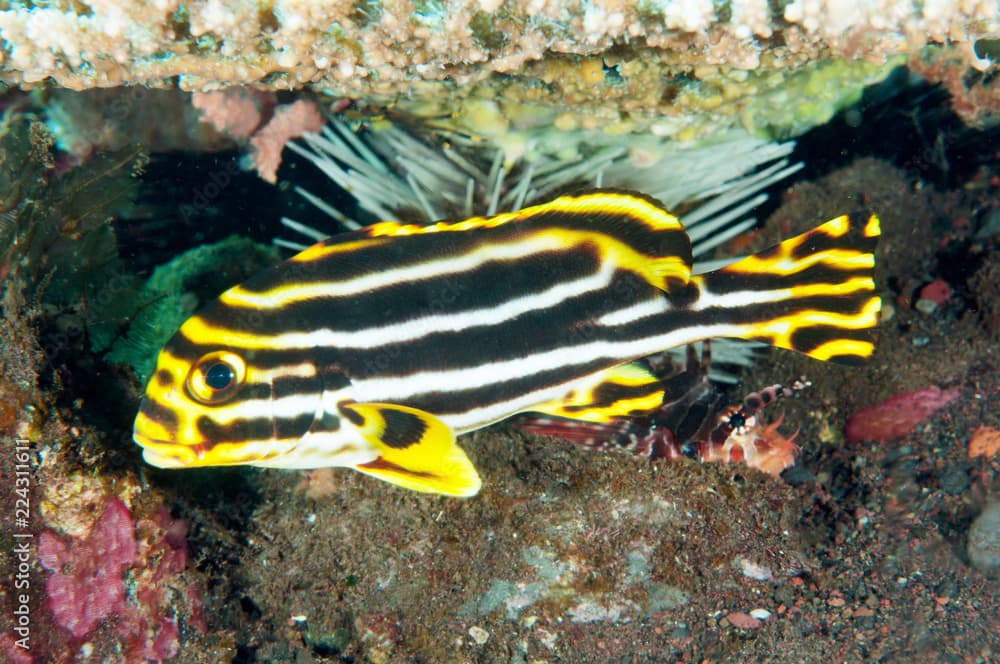 Striped sweetlips, Plectorhinchus lessonii, Bali Indonesia.