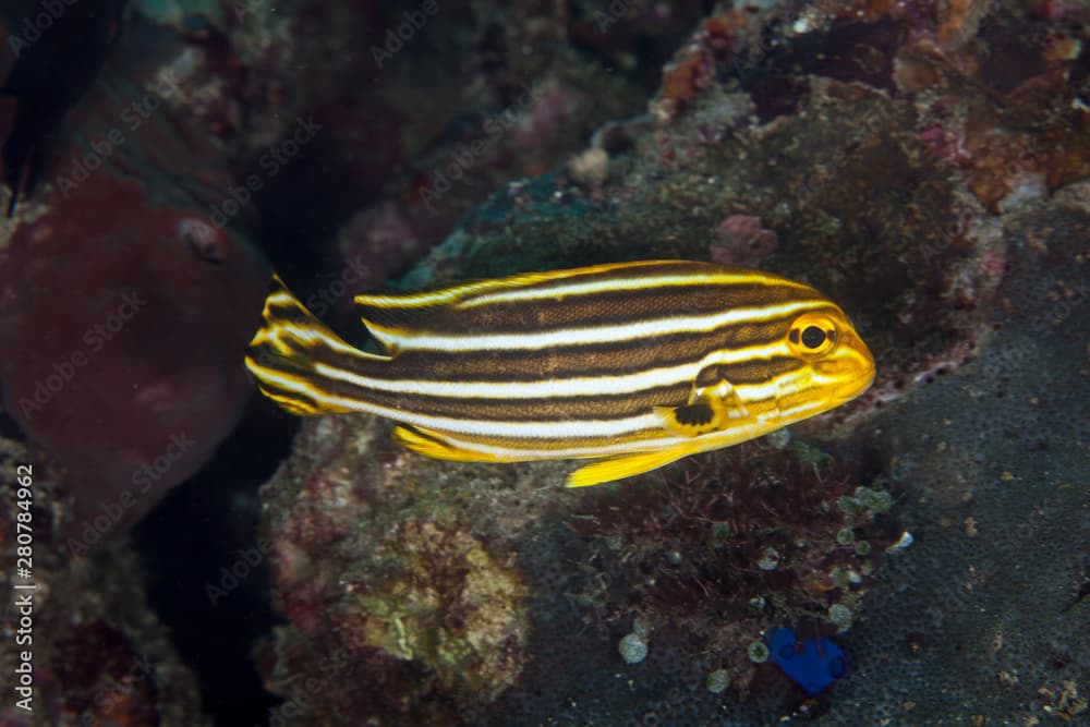 A juvenile Striped Sweetlips, Plectorhinchus lessonii