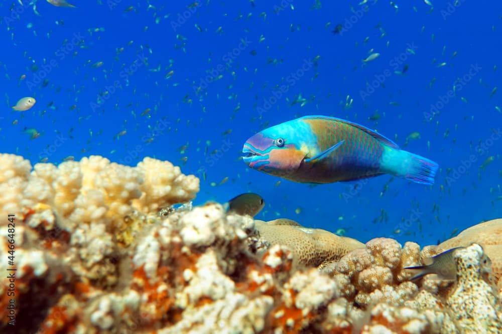 Daisy parrotfish  - Chlorurus sordidus,  Red Sea 