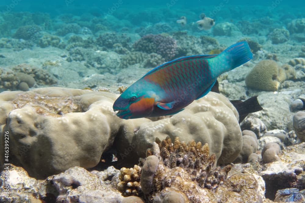 Male Daisy parrotfish or Bullethead parrotfish (Chlorurus sordidus) in Red Sea