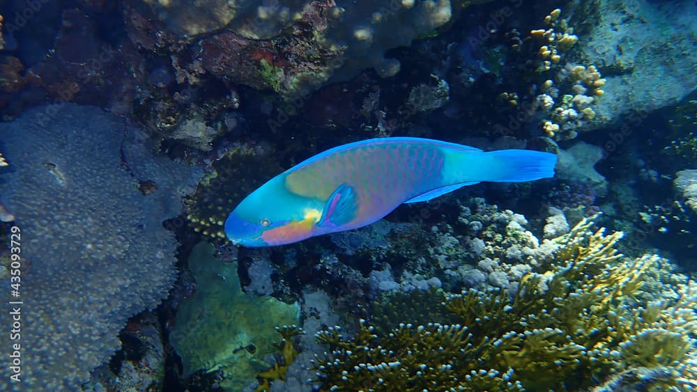 Daisy parrotfish or bullethead parrotfish (Chlorurus sordidus) undersea, Red Sea, Egypt, Sharm El Sheikh, Nabq Bay