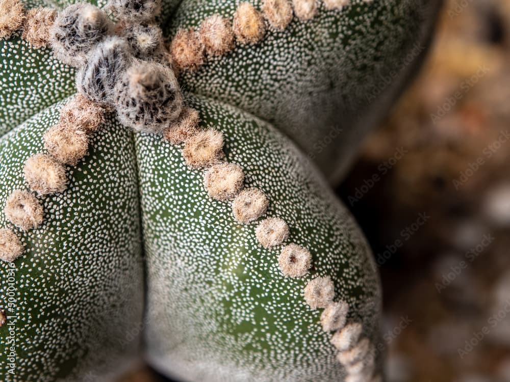 The fluffy tufts and white dot on the lobe of Astrophytum myriostigma Cactus