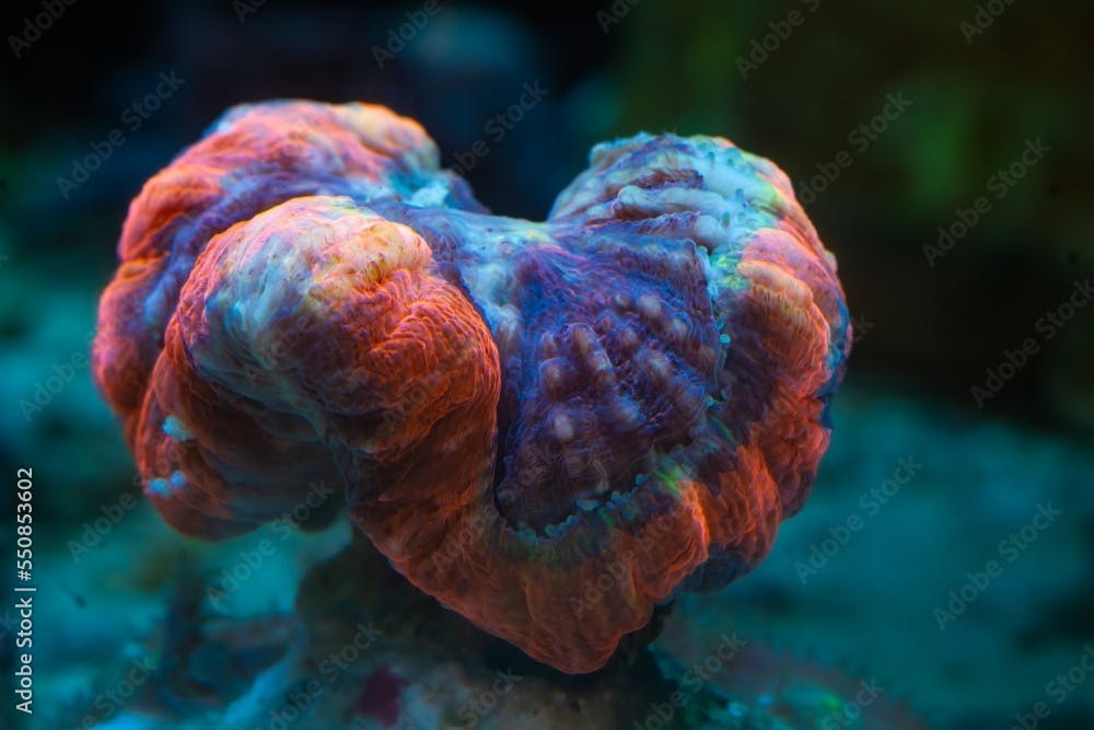 LPS lobed brain coral polyp animal in strong current, live rock ecosystem, demanding pet closed in stress for experienced aquarist shine fluorescent in LED blue low light, nano reef marine aquarium