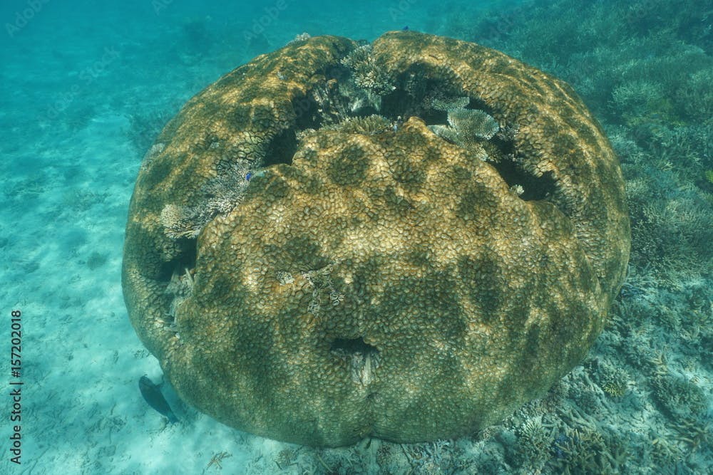 Massive hemispherical coral underwater lobed brain coral, Lobophyllia hemprichii, south Pacific ocean, New Caledonia, Oceania