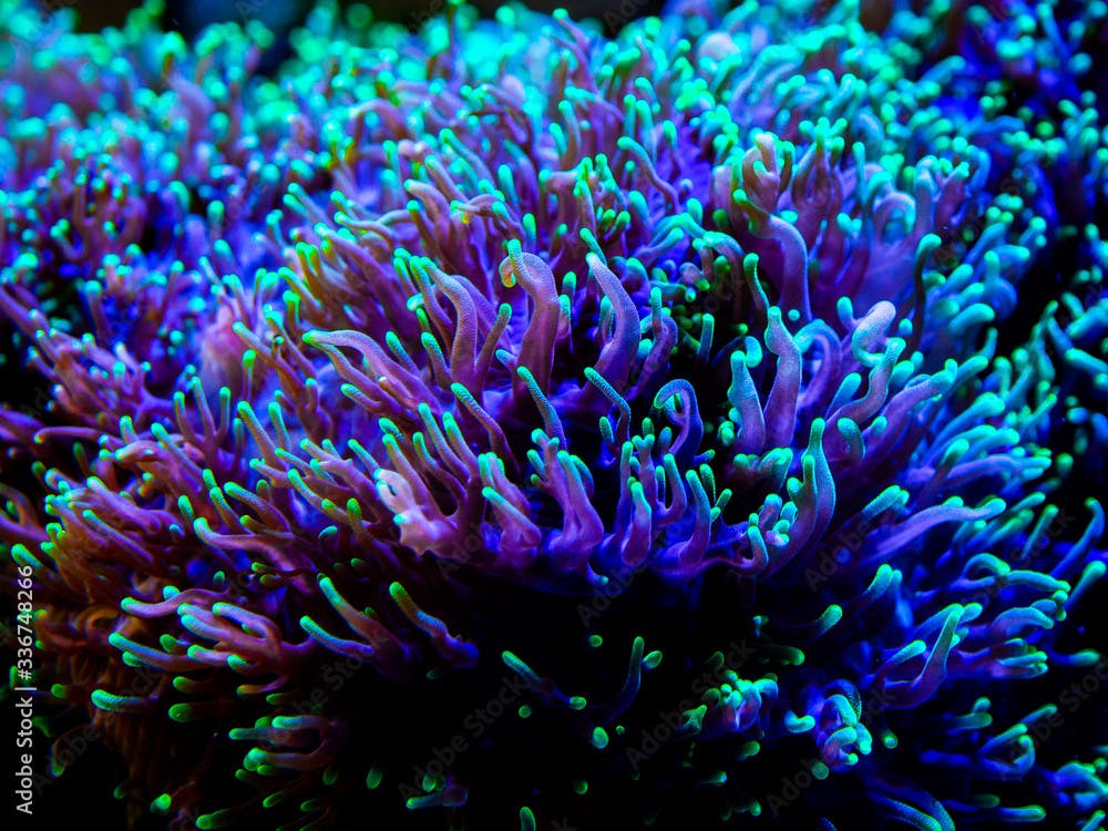 green rhodactis in a reef tank macro close up (soft coral)