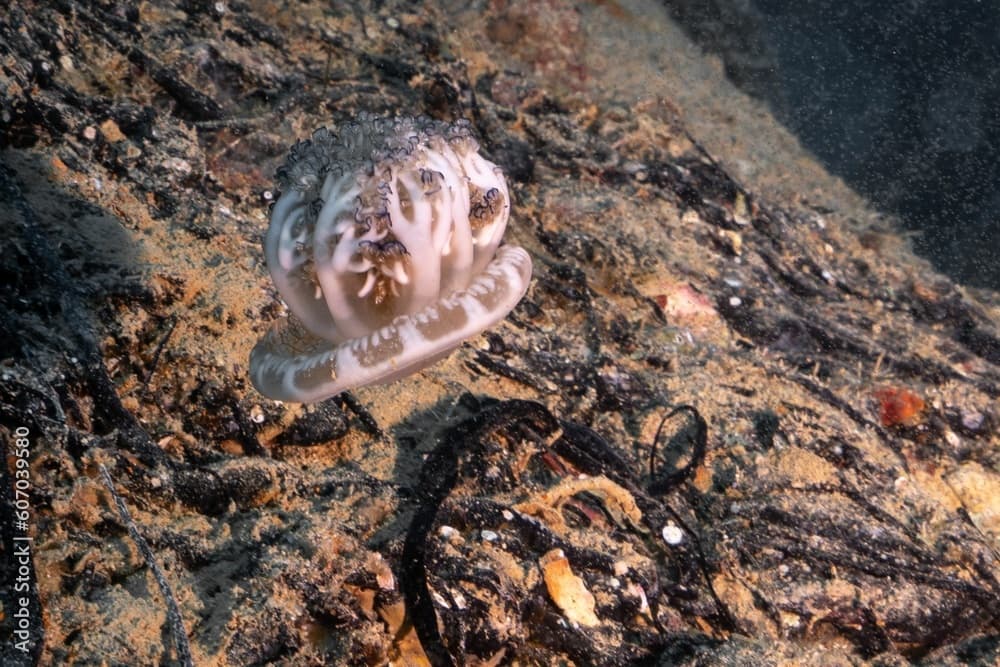 upside down jellyfish · Cassiopea andromeda · Reeflings Library