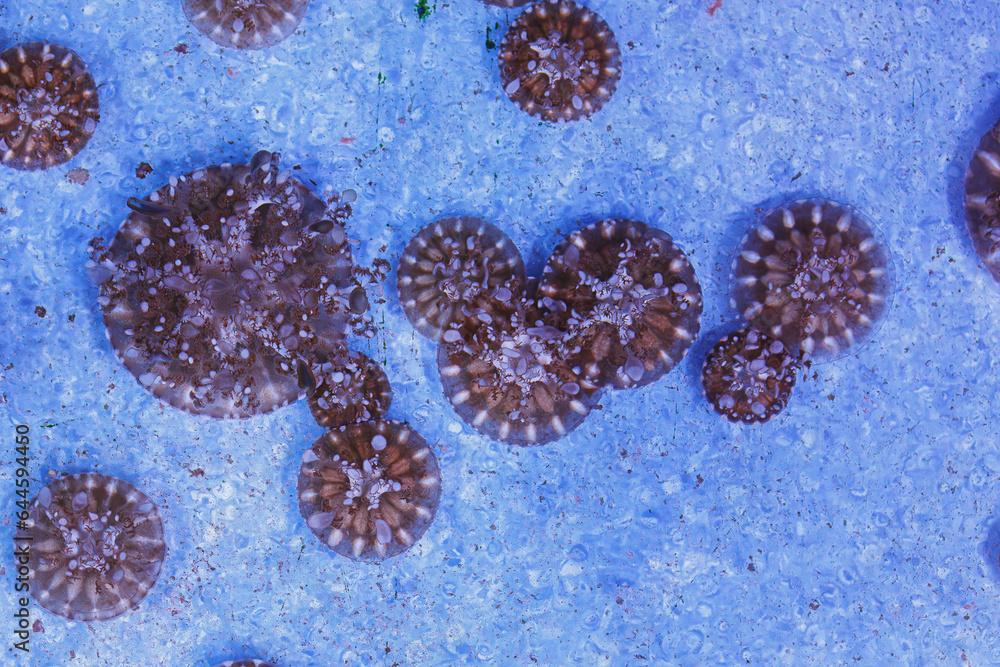 underwater photography of beautiful upside down jellyfish cassiopeia andromeda