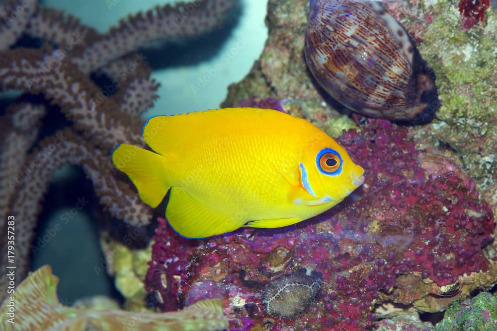 Lemonpeel angelfish · Centropyge flavissima · Reeflings Library