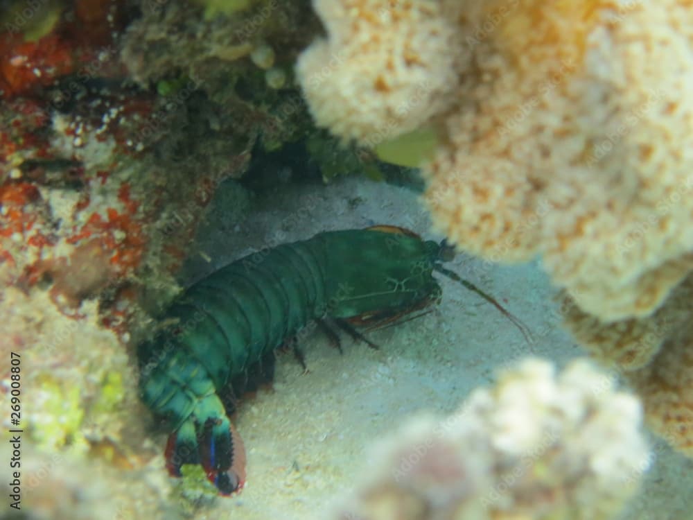 Camarón escondido en el arrecife