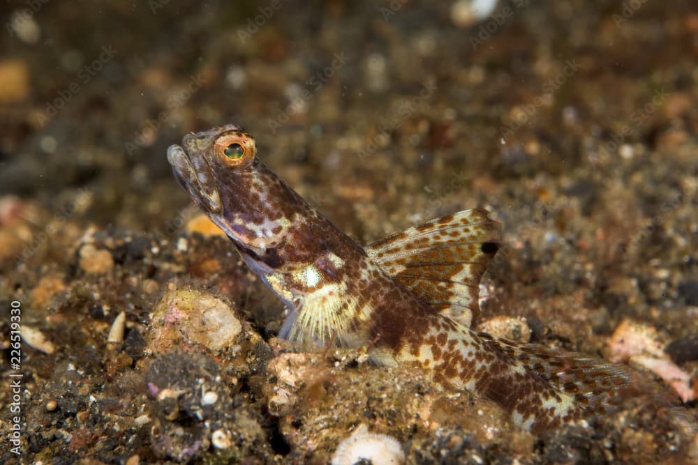 highfin shrimpgoby fish