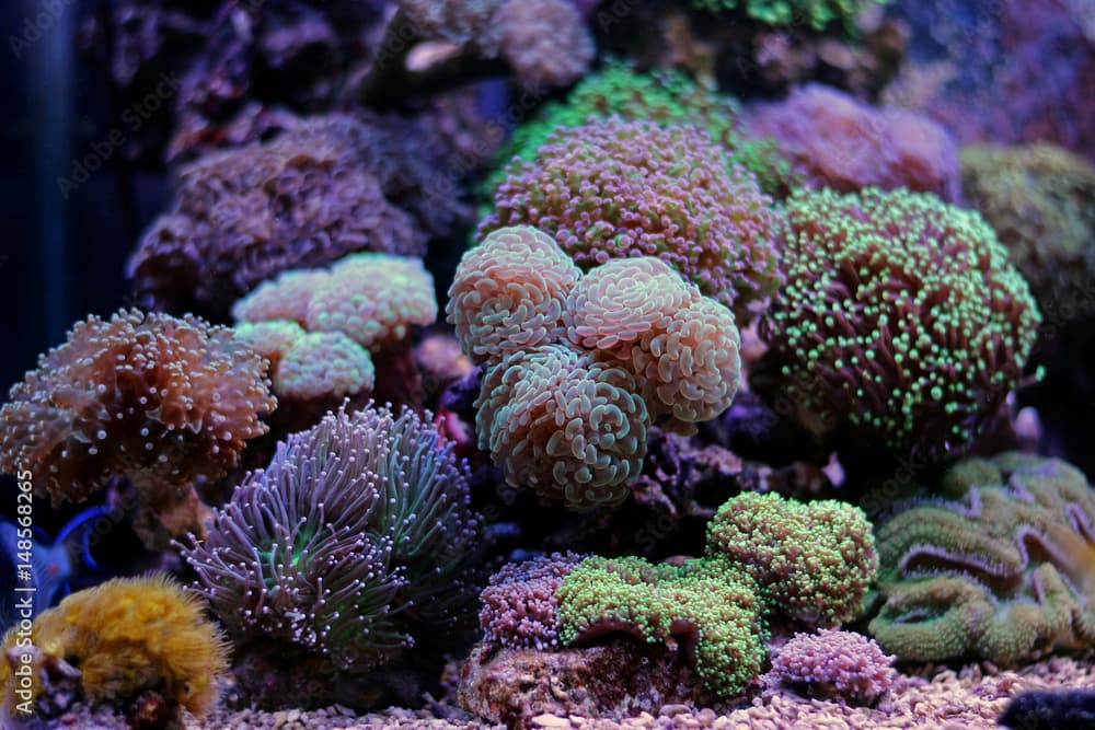 Euphyllia lps garden corals
