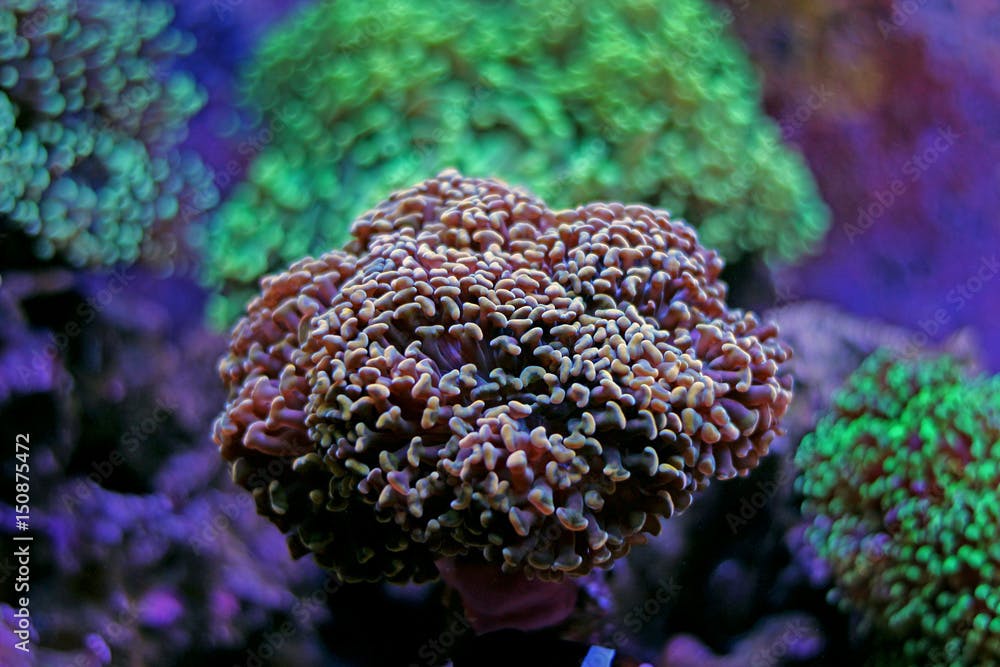 Euphyllia lps garden corals
