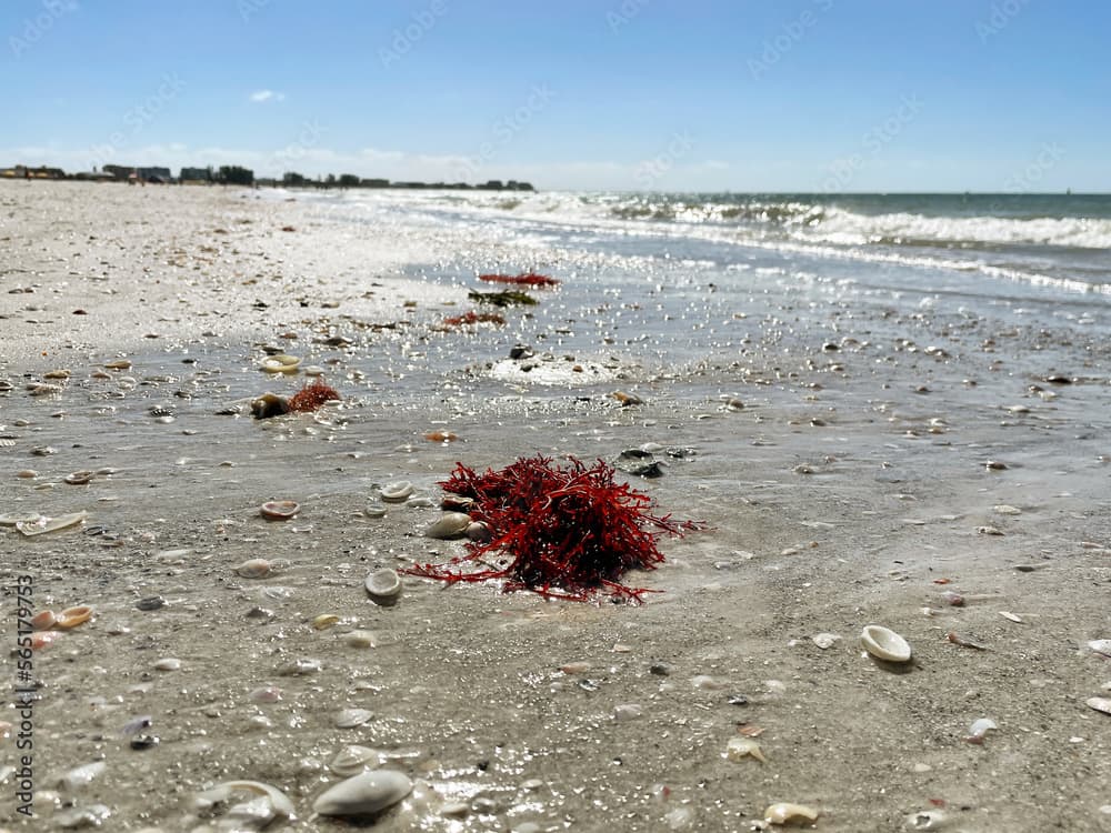 Red ogo gracilaria red algae plant on a beach among seashells