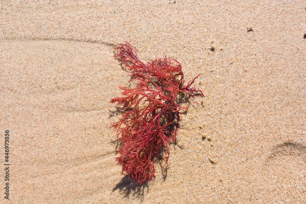 Image of a red seaweed or Gracilaria (Rhodophyta) on the beach sand