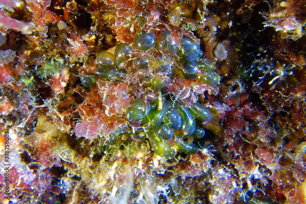 Sea tube (Valonia utricularis) in Mediterranean Sea