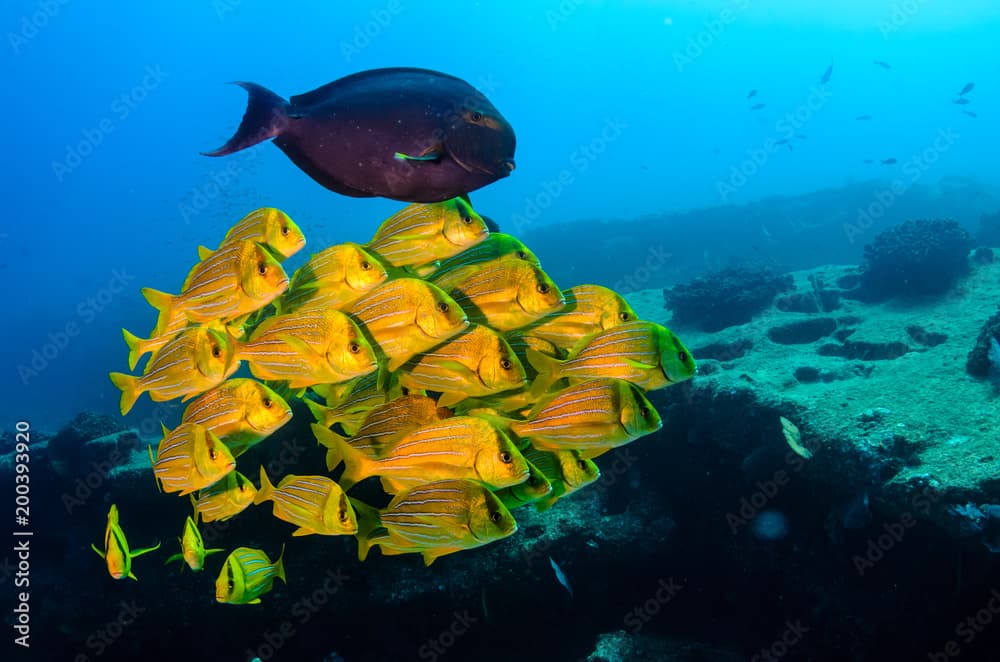 Panamic porkfish (Anisotremus taeniatus),colorful yellow fish in a school, baitball or tornado, the Sea of Cortez. Cabo Pulmo, Baja California Sur, Mexico. 