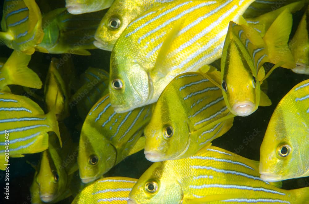 Panamic porkfish (Anisotremus taeniatus),colorful yellow fish in a school, baitball or tornado, the Sea of Cortez. Cabo Pulmo, Baja California Sur, Mexico. 