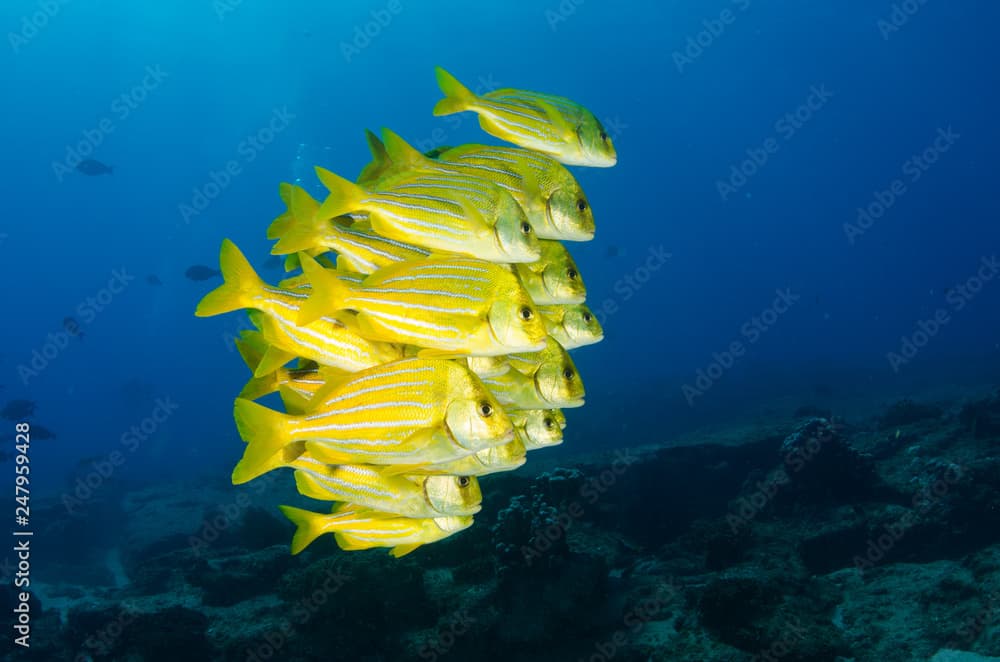 Panamic porkfish (Anisotremus taeniatus),colorful yellow fish in a school, baitball or tornado, the Sea of Cortez. Cabo Pulmo, Baja California Sur, Mexico. Cousteau named it The world's aquarium.