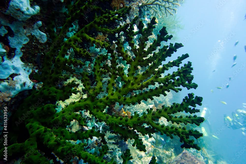 Schwarze Kelchkoralle - Tubastraea micranthus