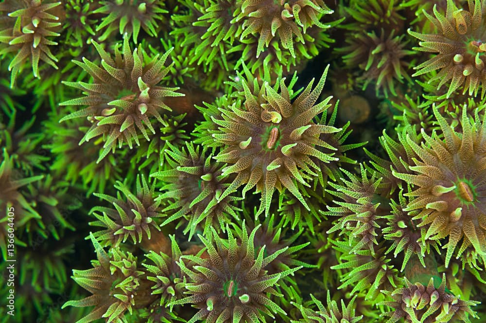 Wallpaper pattern of black sun coral polyp background, Tubastraea micranthus.   