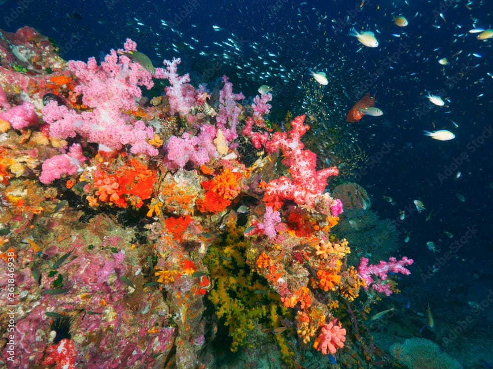 Black tube corals and pink soft corals