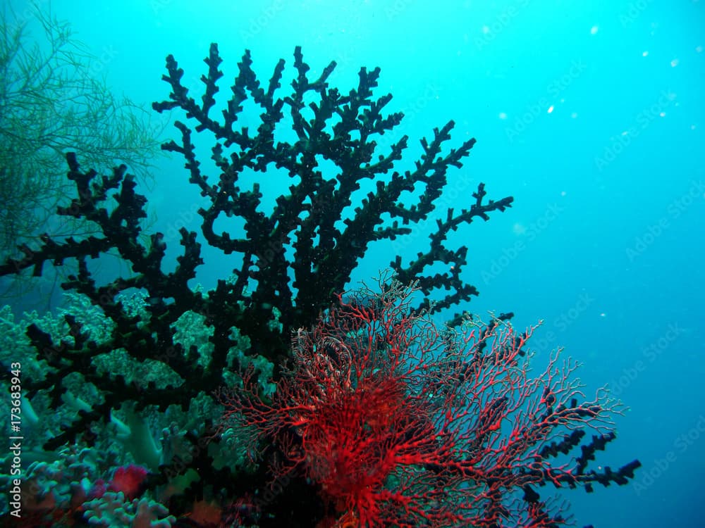 Kleiner roter Seefächer vor Steinkoralle