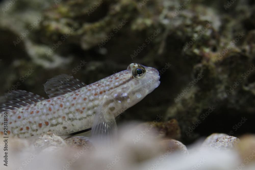 Istigobius campbelli