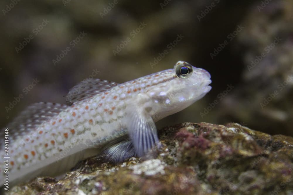 Istigobius campbelli