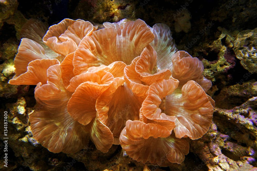Fox coral (Nemenzophyllia turbida). Hard coral with large polyps.