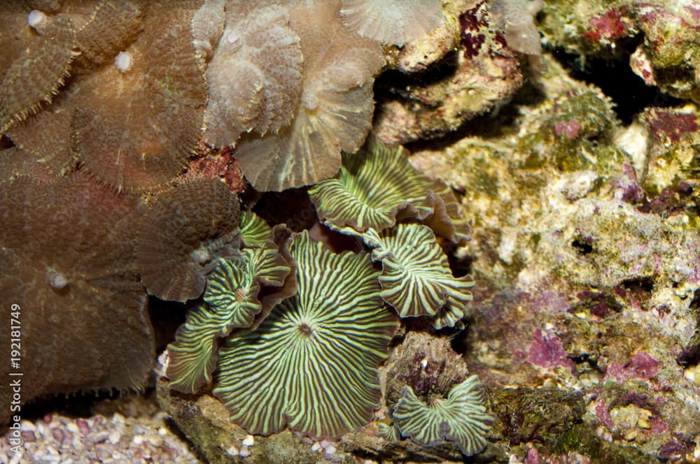 Button Polyps in Aquarium