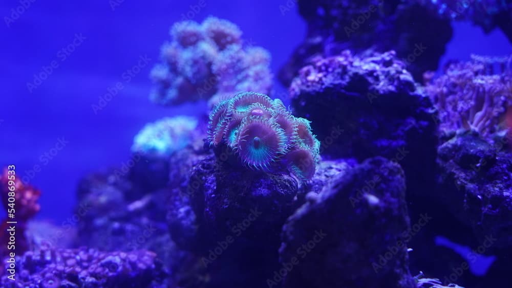 Button Polyps|Bright Green Zoanthid Polyp Soft Corals 