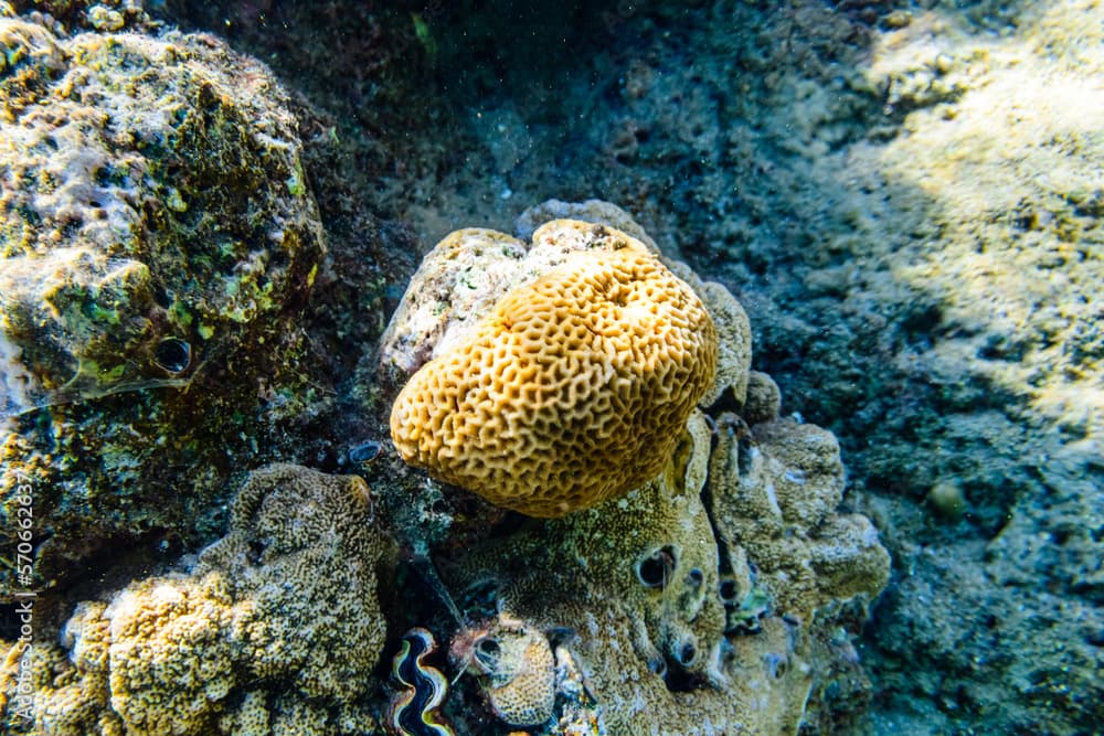 Colonies of the corals (Goniastrea) at coral reef in Red sea