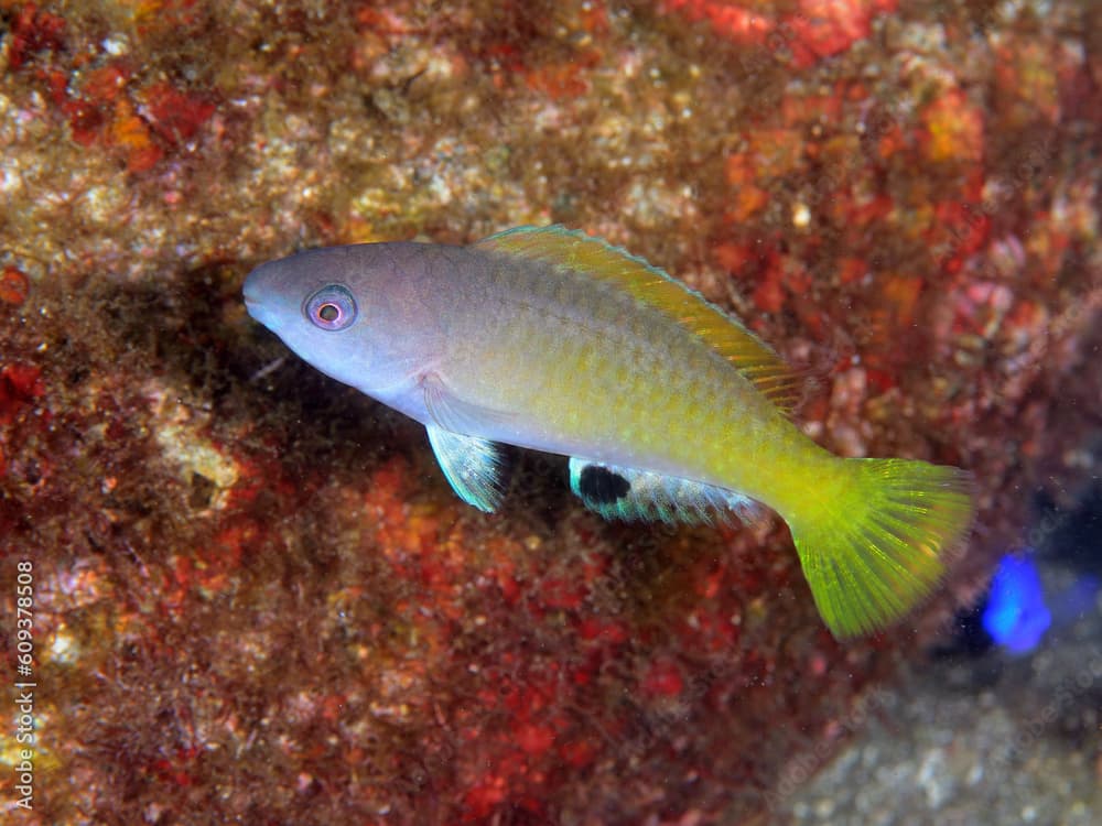 キビレブダイの幼魚