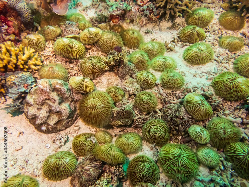 Disc coral, Plate coral, Mushroom Coral, Reef Building Corals (Fungia) Santa Sofia II dive site in Sogod Bay, Southern Leyte, Philippines.  Underwater photography and travel.