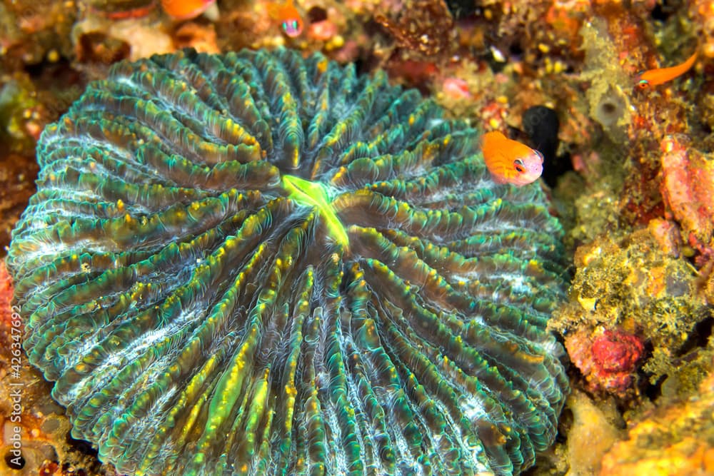 Disc coral, Plate coral, Mushroom Coral, Reef Building Corals, Fungia, Lembeh, North Sulawesi, Indonesia, Asia