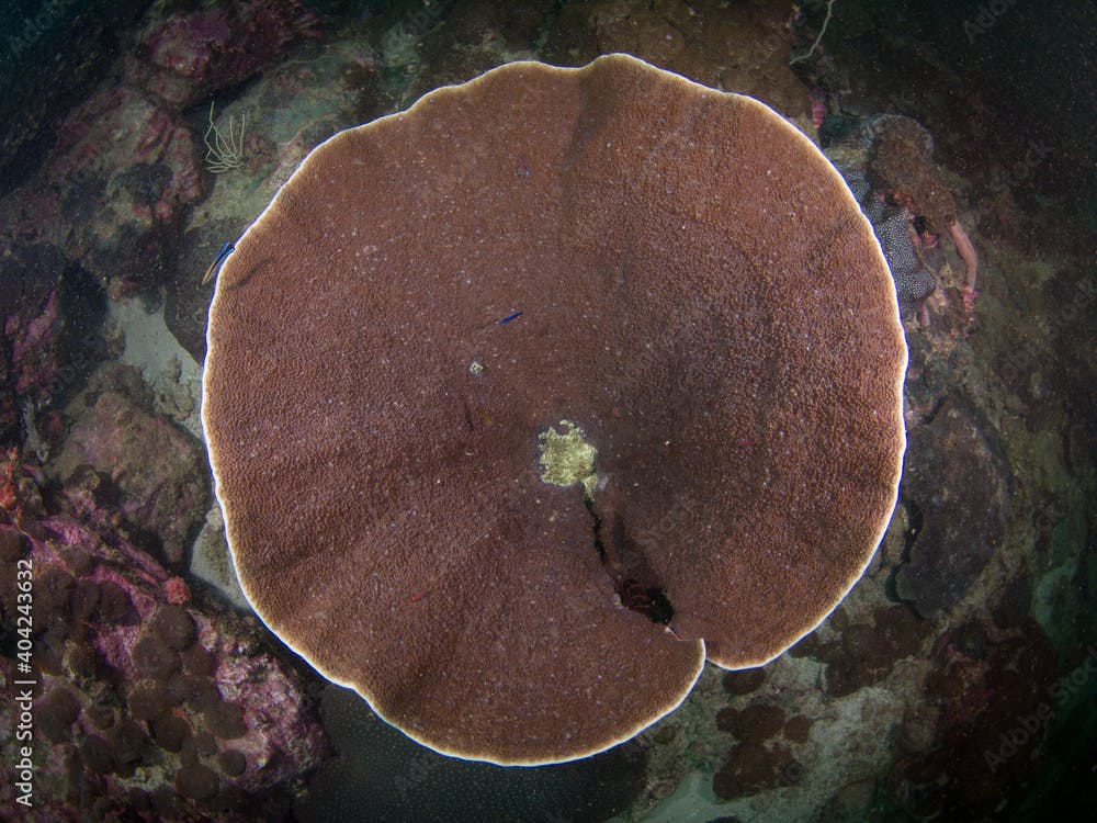 Disc coral (Mergui archipelago, Myanmar)