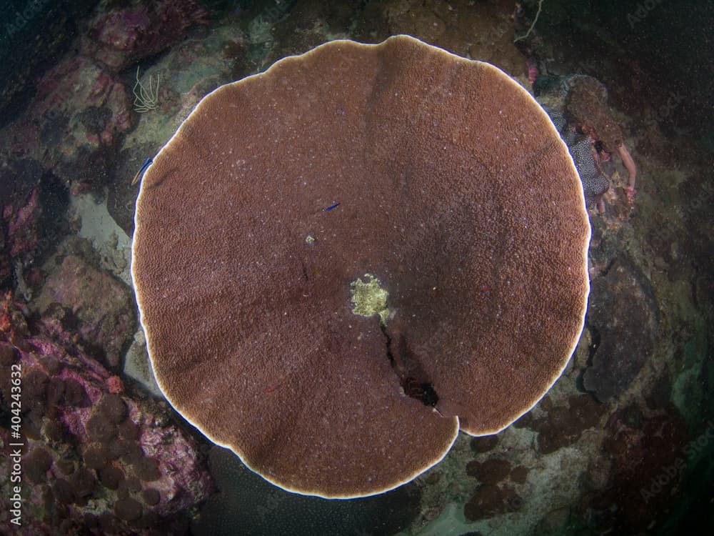 Disc coral (Mergui archipelago, Myanmar)