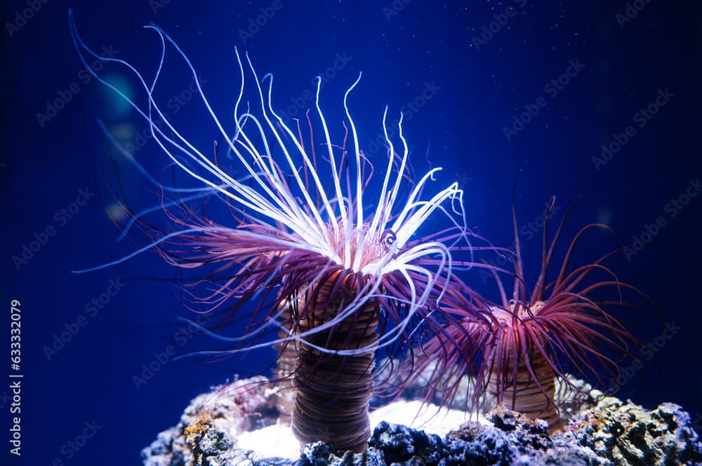 Sea anemone, predatory marine invertebrates, polyp with columnar trunk topped by an oral disc with a ring of tentacles, coral reef