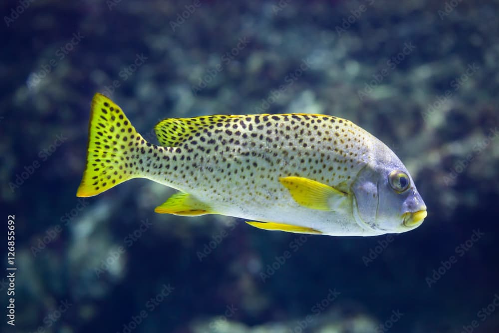 Black-spotted rubberlip (Plectorhinchus gaterinus)