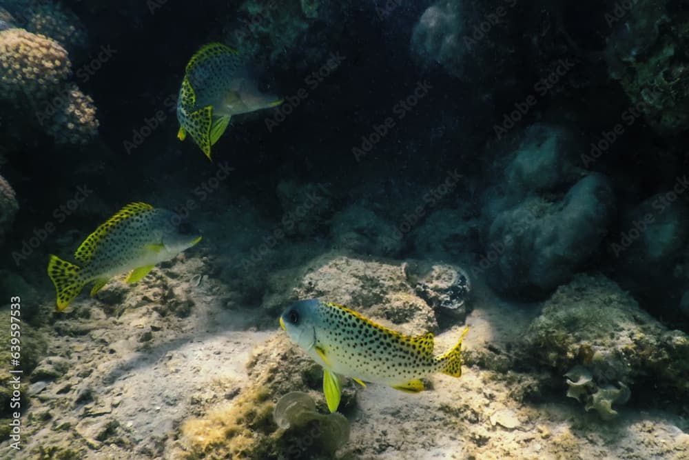 Blackspotted rubberlip, Underwater landscape reef (Plectorhinchus gaterinus)