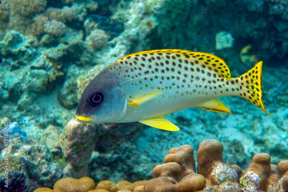 Blackspotted  sweetlips, rubberlip  (Plectorhinchus gaterinus) , Red Sea, Egypt. 