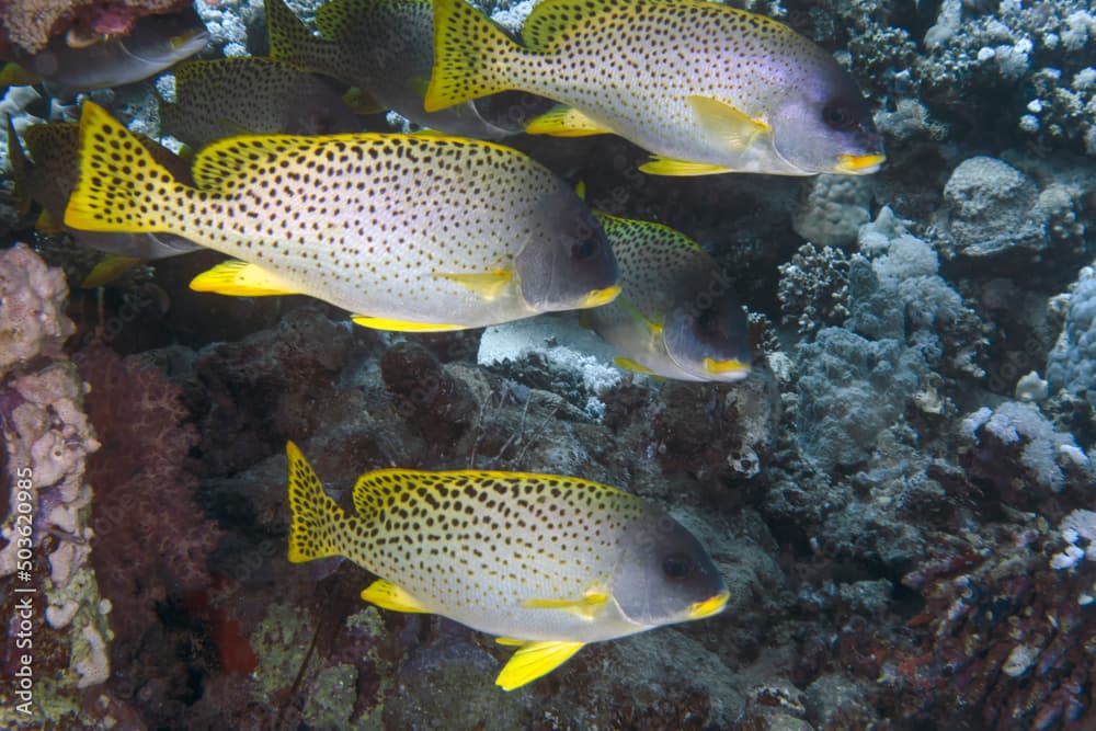 Blackspotted Sweetlips (Plectorhinchus gaterinus) in the Red Sea, Egypt