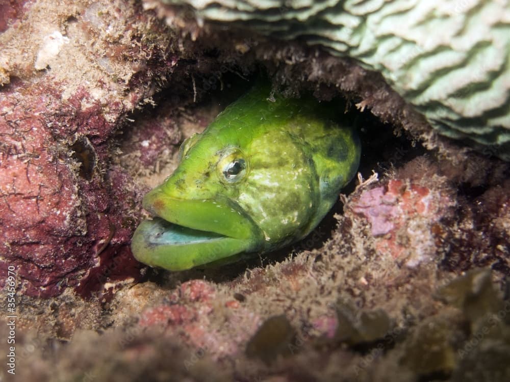 Carpet Eel Blenny - Congrogadus subducens