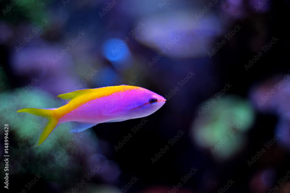 Evansi Anthias isolated