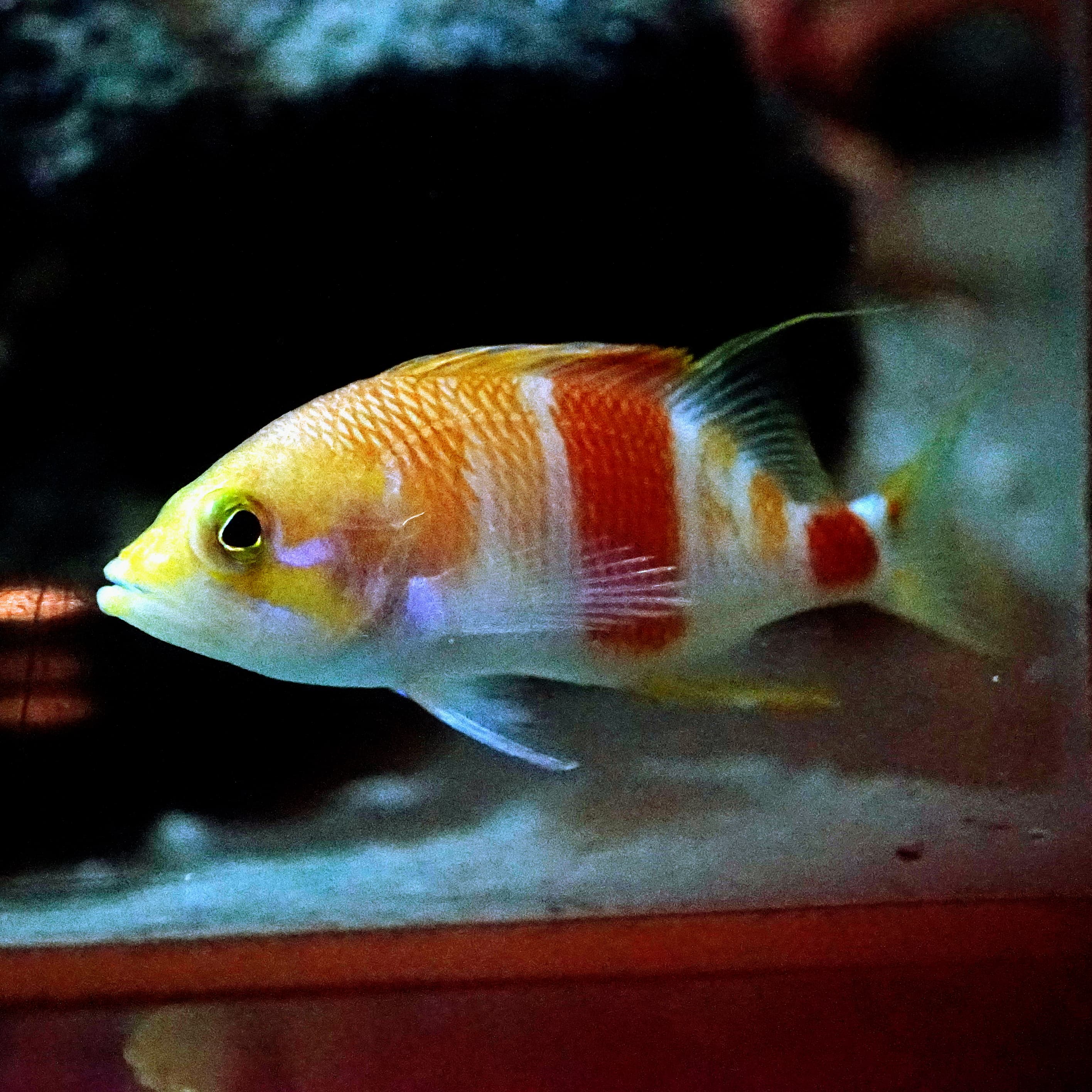 Eastern Flower Porgy (Zalanthias kelloggi)