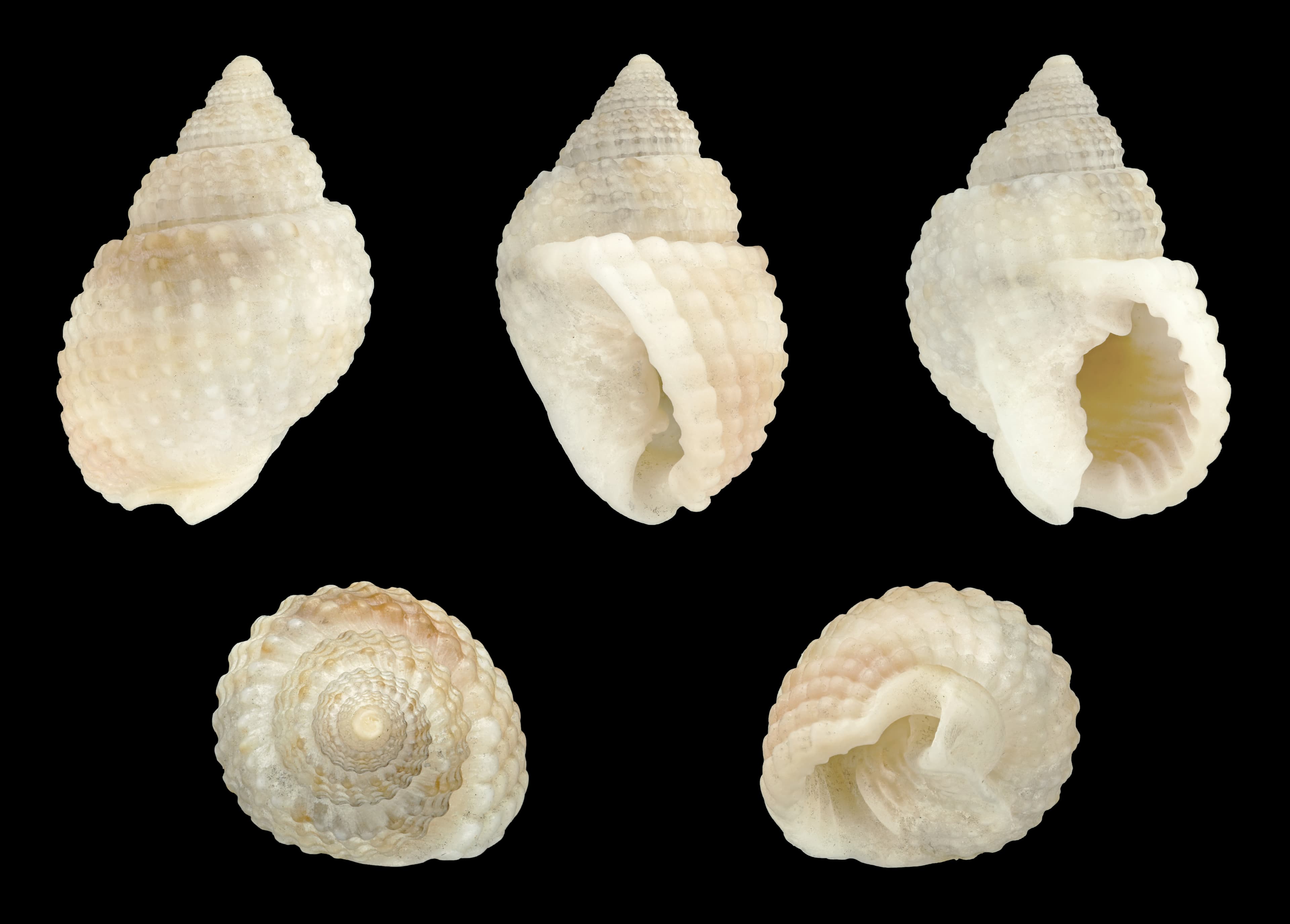 Cone-shaped Nassa (Nassarius conoidalis) shells