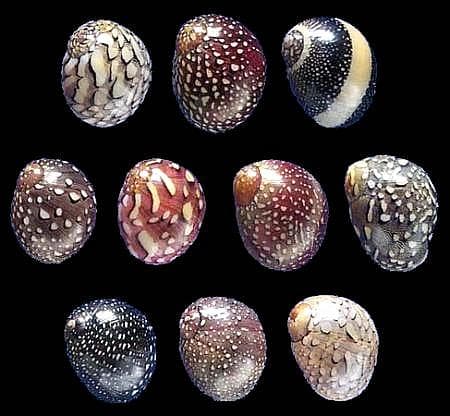 Virgin Nerite (Vitta virginea) shells