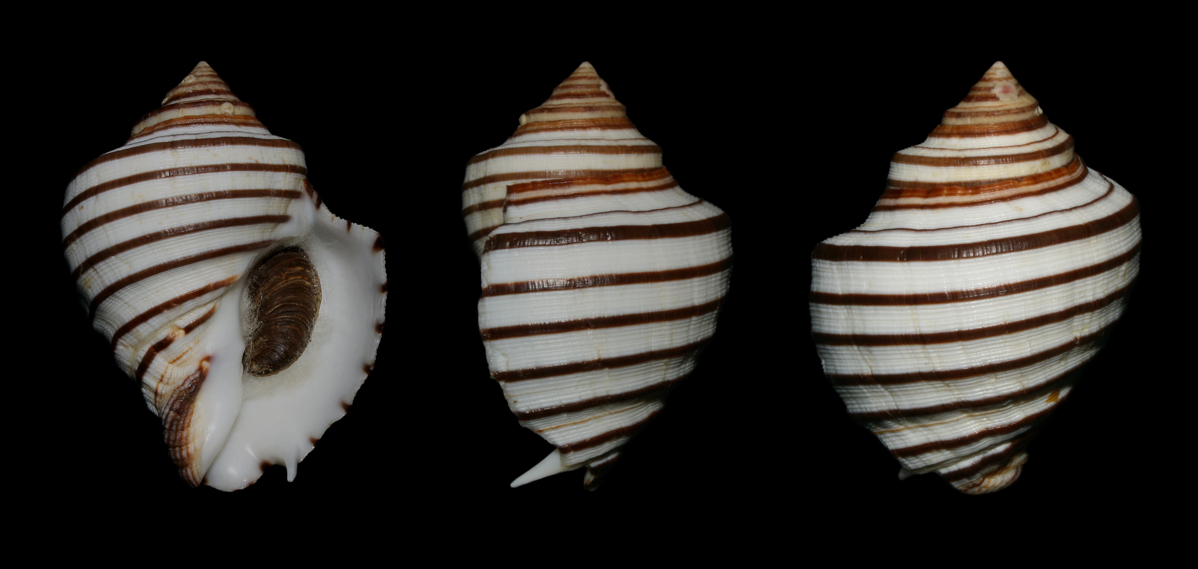 Thorn Latirus (Opeatostoma pseudodon) shells
