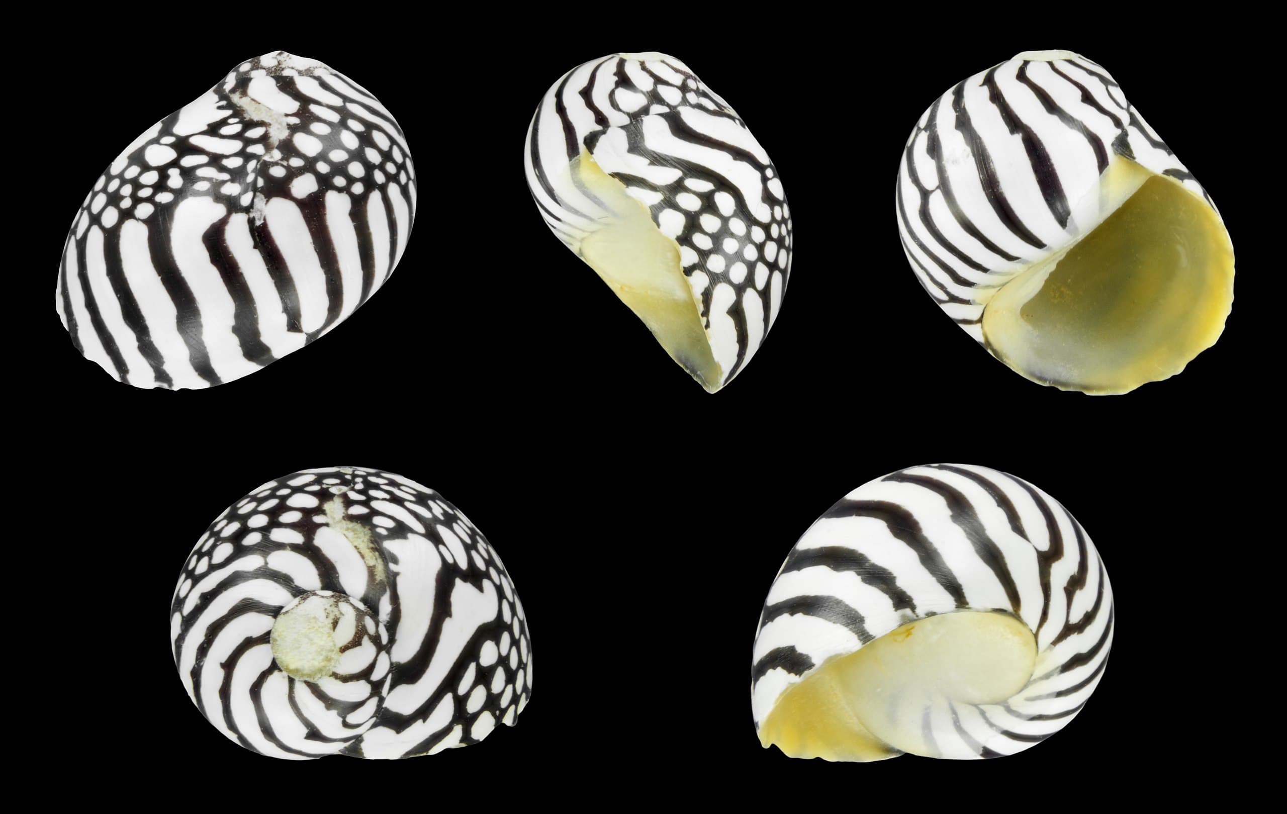 Zebra Nerite (Puperita pupa) shells