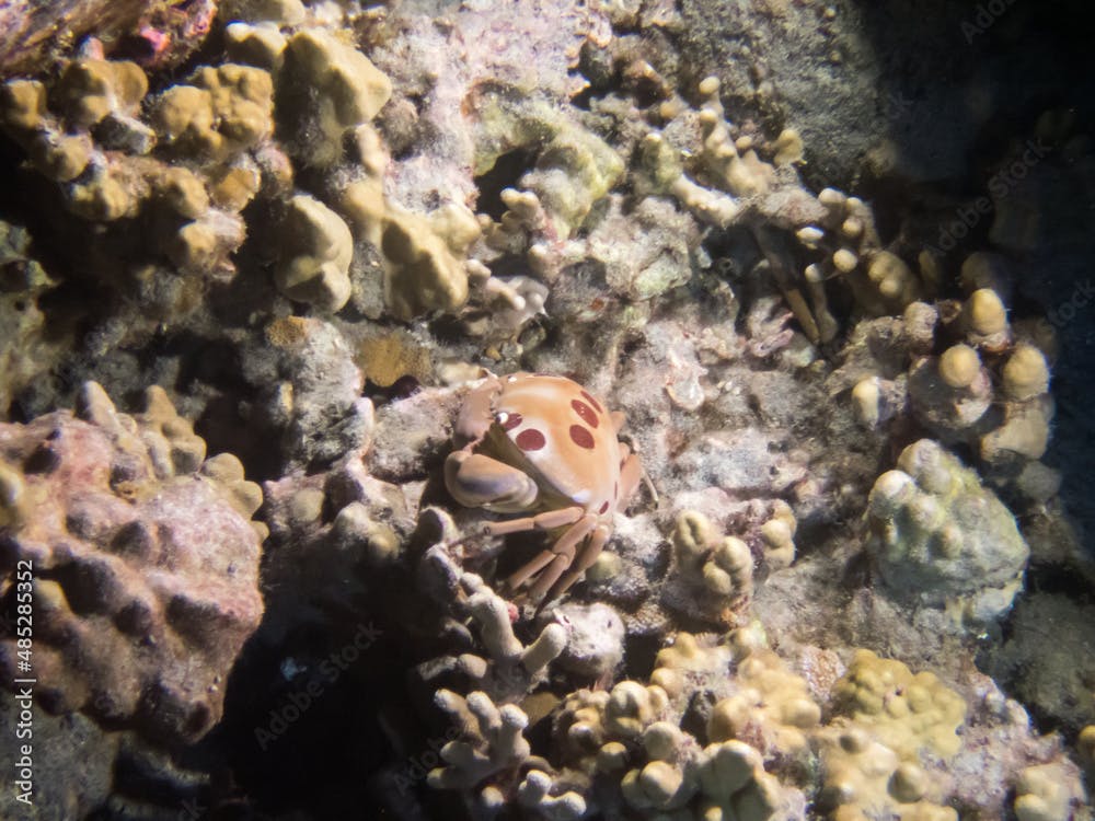 spotted reef crab